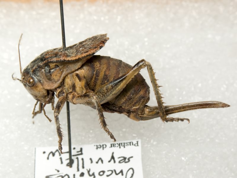 Onconotus servillei Fischer de Waldheim, 1846